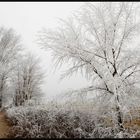 alberi di ghiaccio