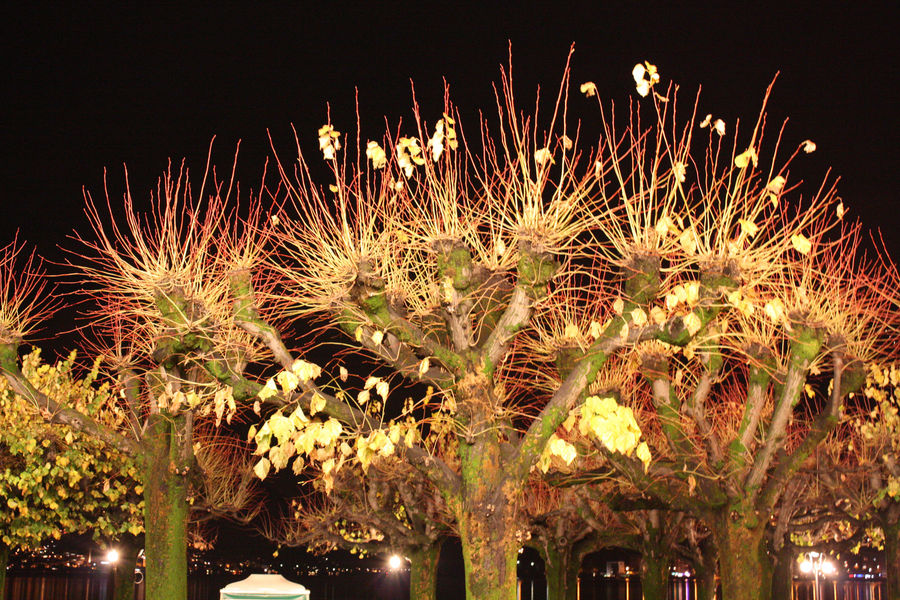 alberi di  ..... neon