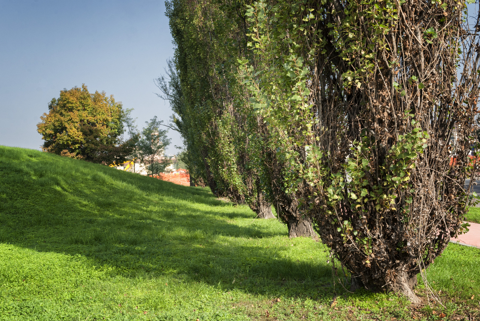 Alberi di via d'Annunzio, Pioltello