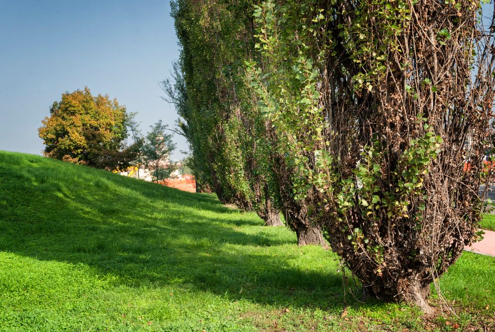 Alberi di via d'Annunzio, Pioltello