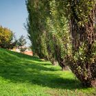 Alberi di via d'Annunzio, Pioltello