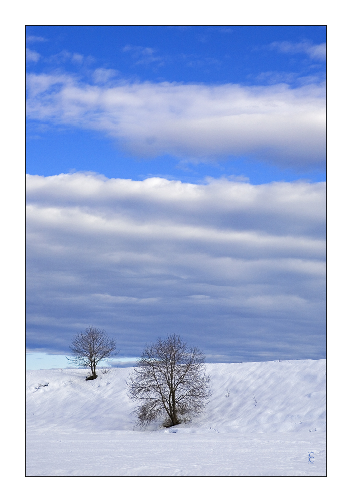 Alberi di Via Rive Verdi 1