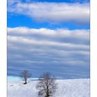 Alberi di Via Rive Verdi 1