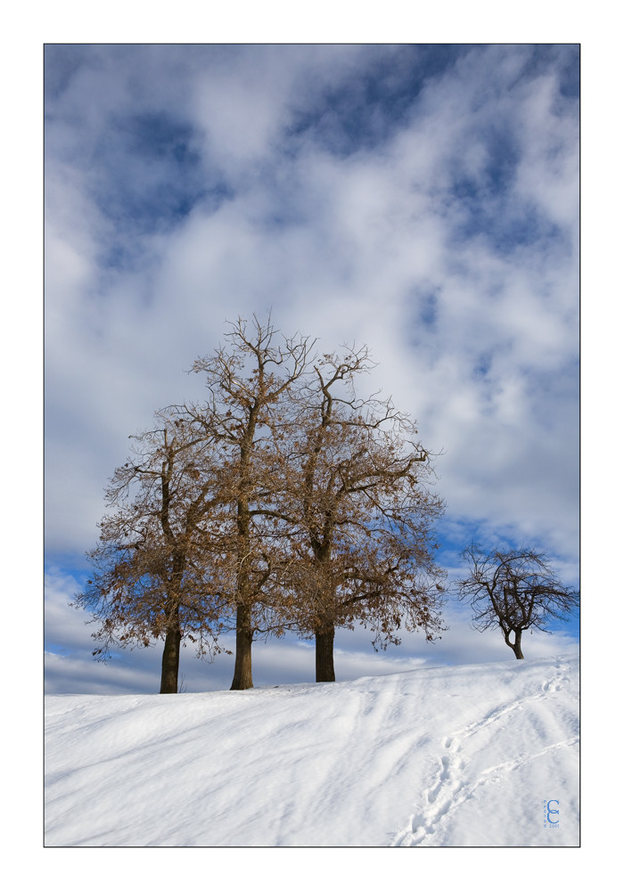 Alberi di Via Rive Verdi 2