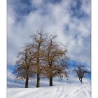 Alberi di Via Rive Verdi 2