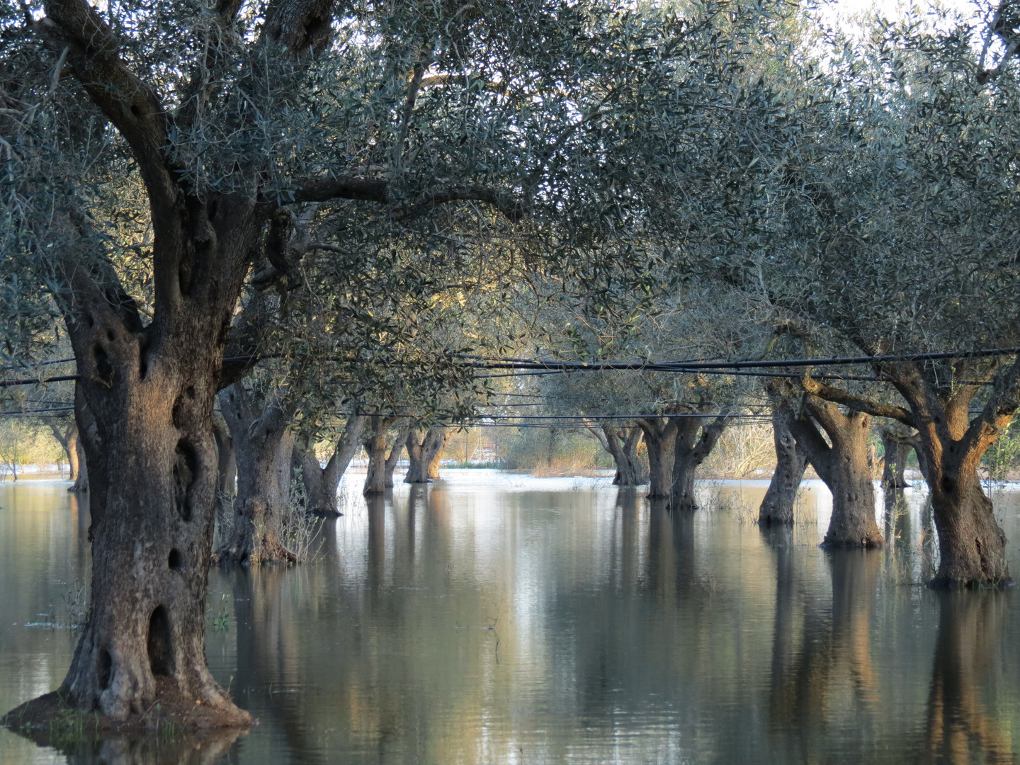 alberi di`ulivo sotto acqua