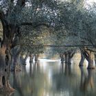 alberi di`ulivo sotto acqua