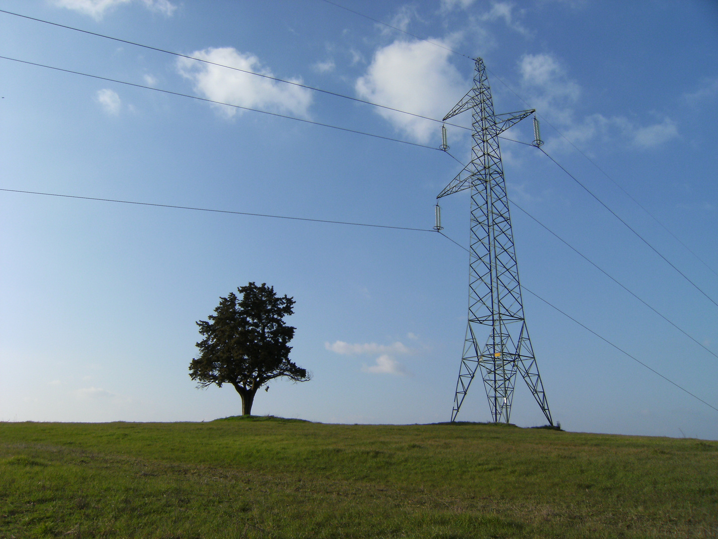 Alberi diversi