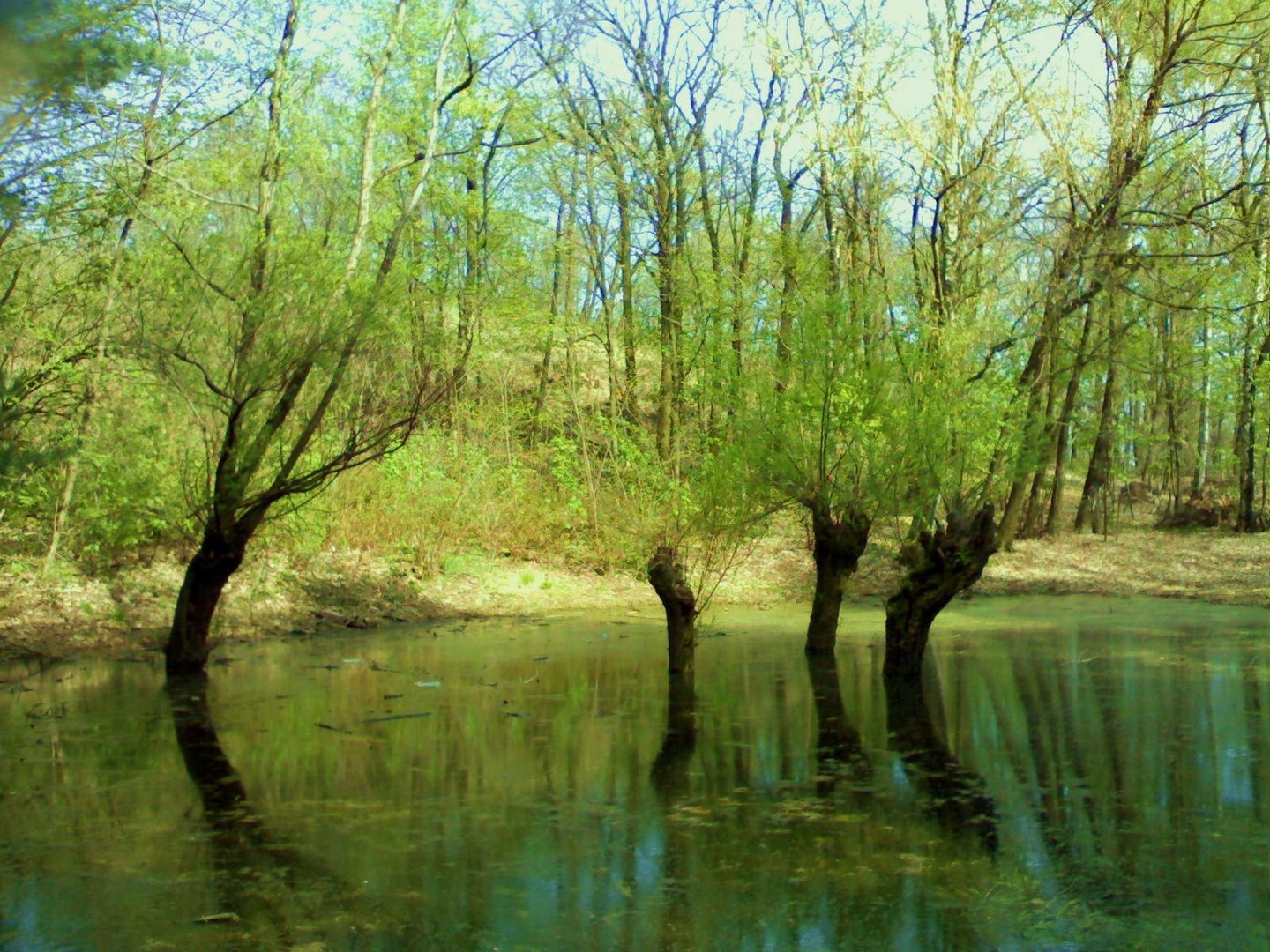 Alberi e acqua