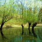 Alberi e acqua