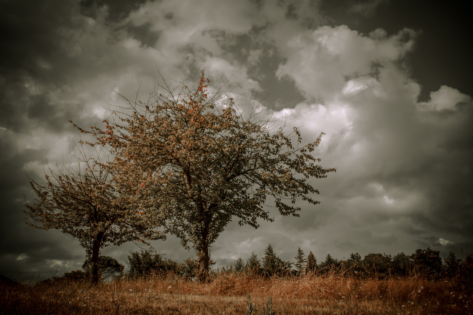 Alberi e nuvole