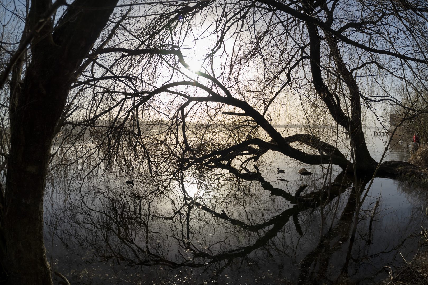 Alberi e riflessi