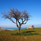 Alberi e Rudere - in attesa della Primavera