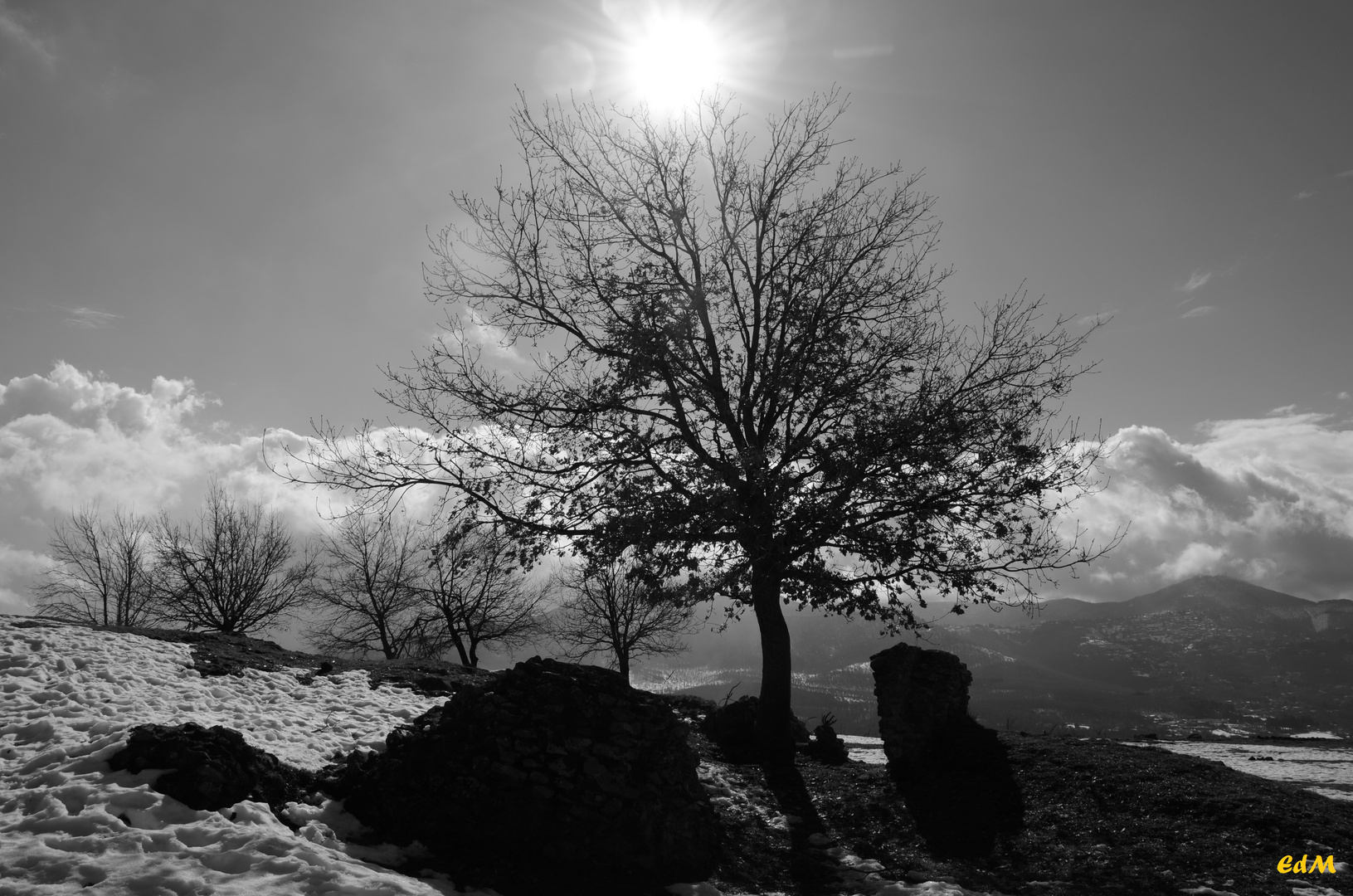 alberi e ruderi