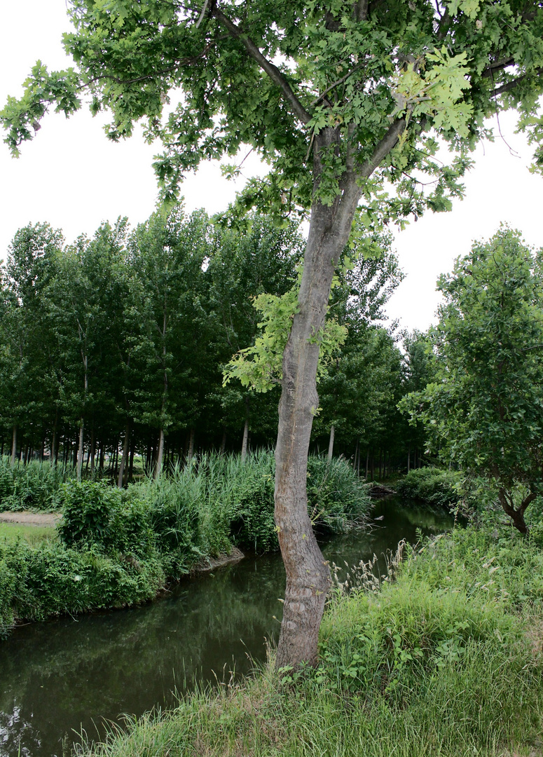 alberi e torrente