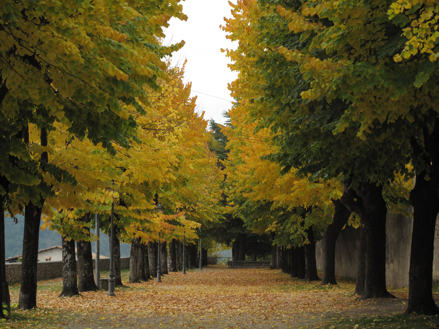 Alberi in attesa...