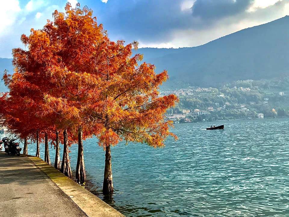 alberi in autunno