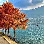 alberi in autunno