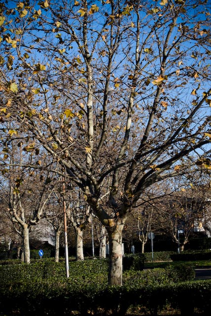 alberi in autunno