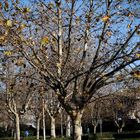 alberi in autunno