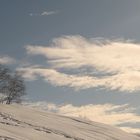 Alberi in cielo