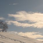 Alberi in cielo