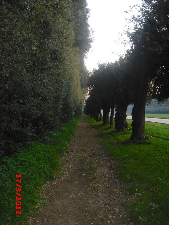 alberi in colonna