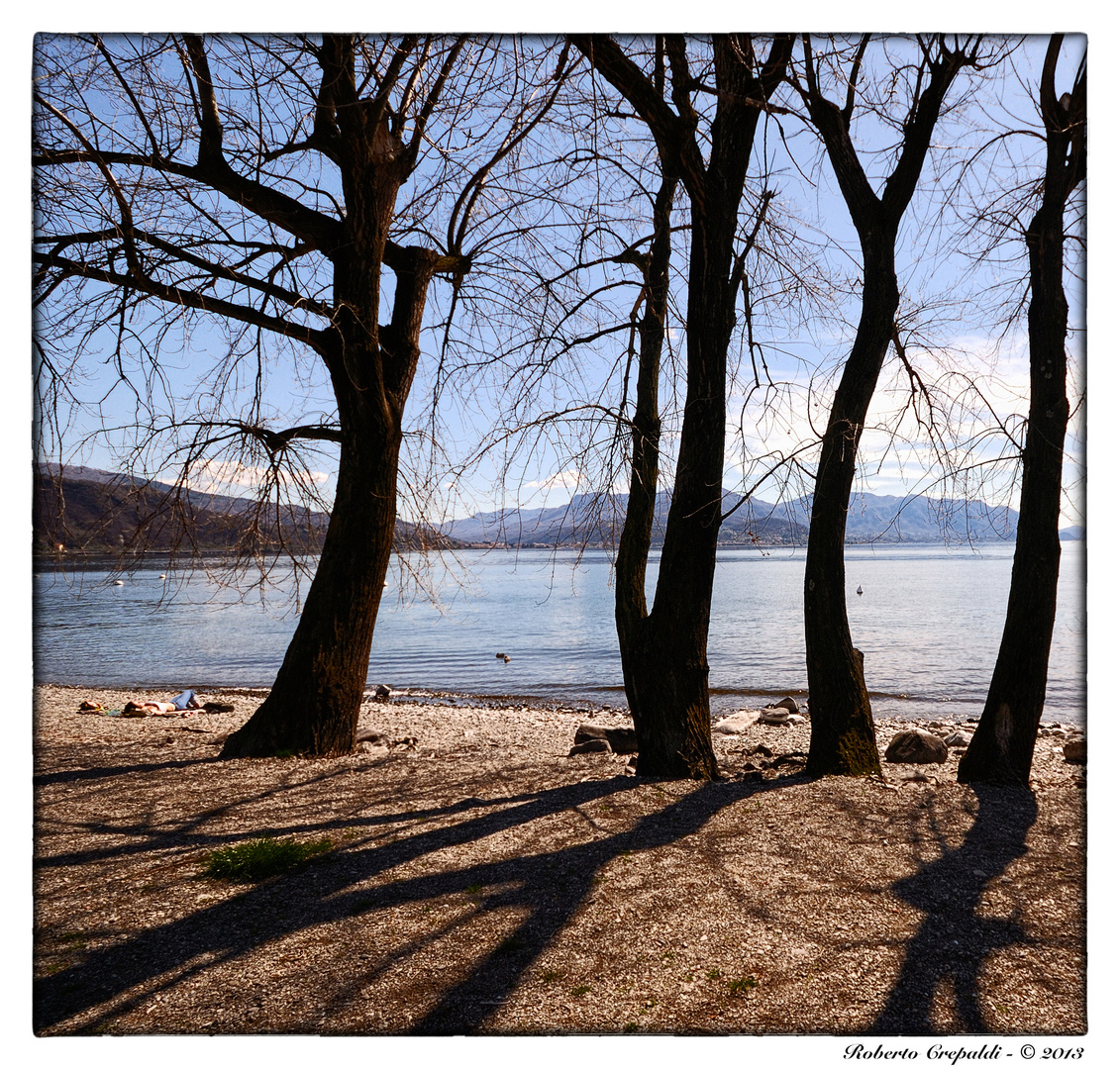 Alberi in controluce