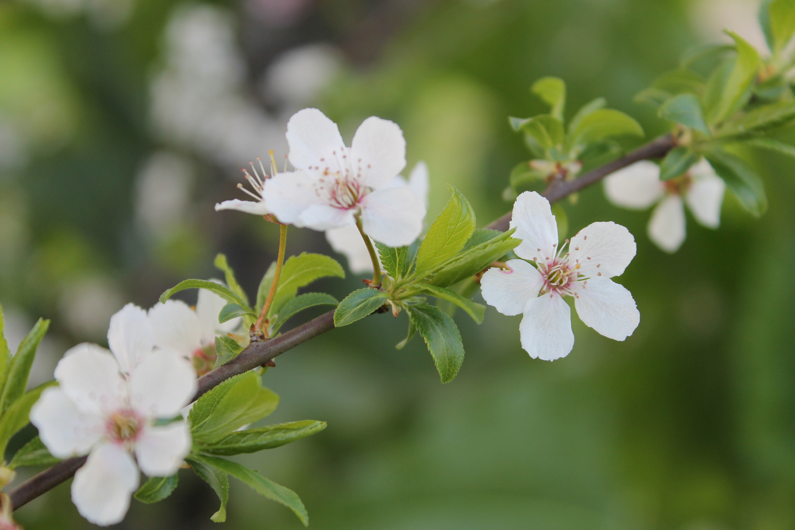 Alberi in fiore