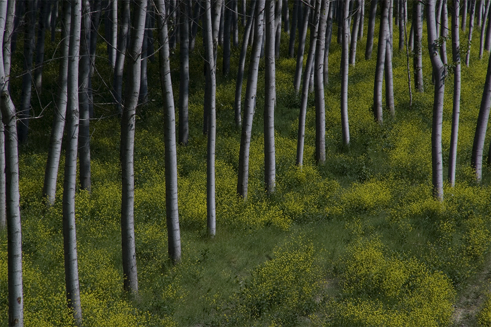 Alberi in riva al Po