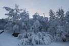 alberi innevati di JO.BOSS 