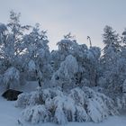 alberi innevati