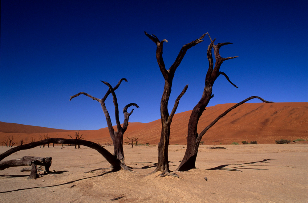 Alberi morti a Dead Vlei - Namibia