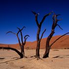 Alberi morti a Dead Vlei - Namibia