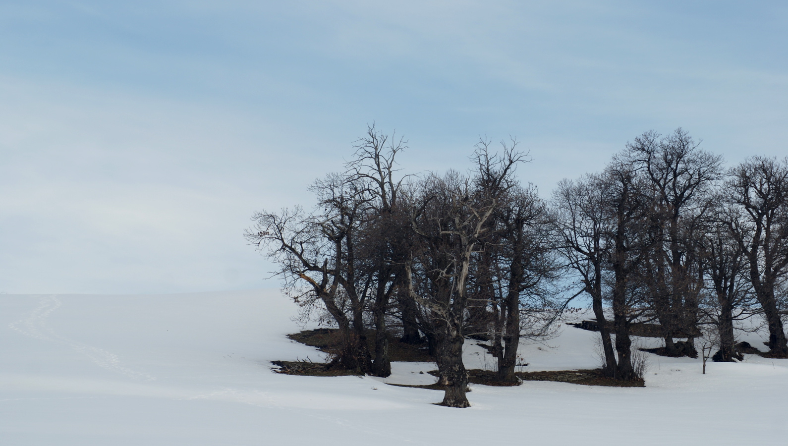 alberi nel bianco