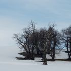 alberi nel bianco