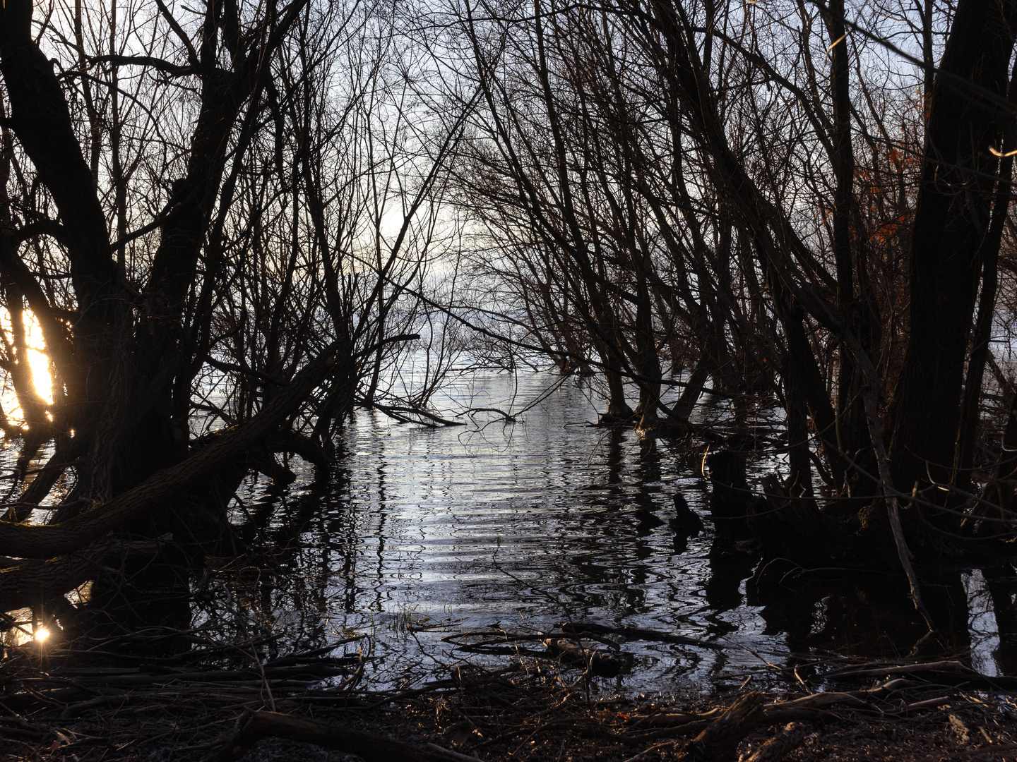 Alberi nel lago