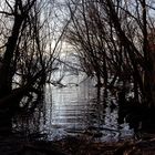 Alberi nel lago