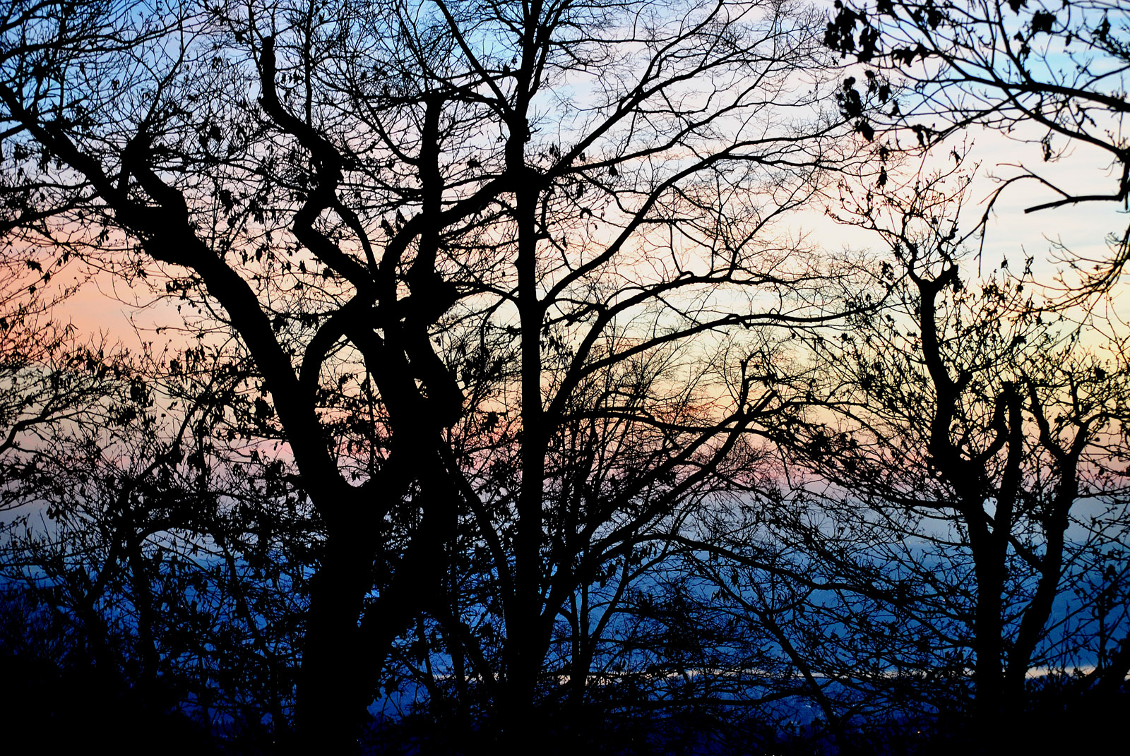 Alberi nel tramonto