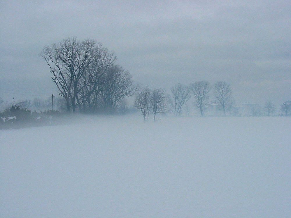 alberi nella nebbia