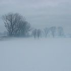 alberi nella nebbia