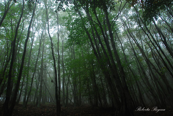 Alberi nella nebbia