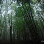 Alberi nella nebbia