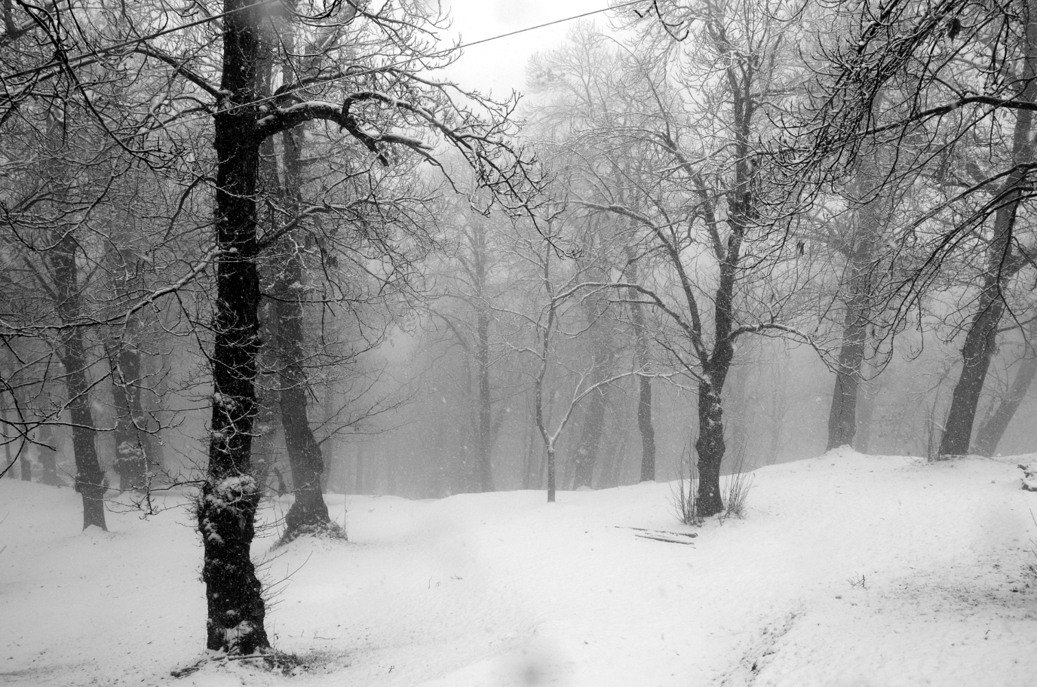 alberi nella neve