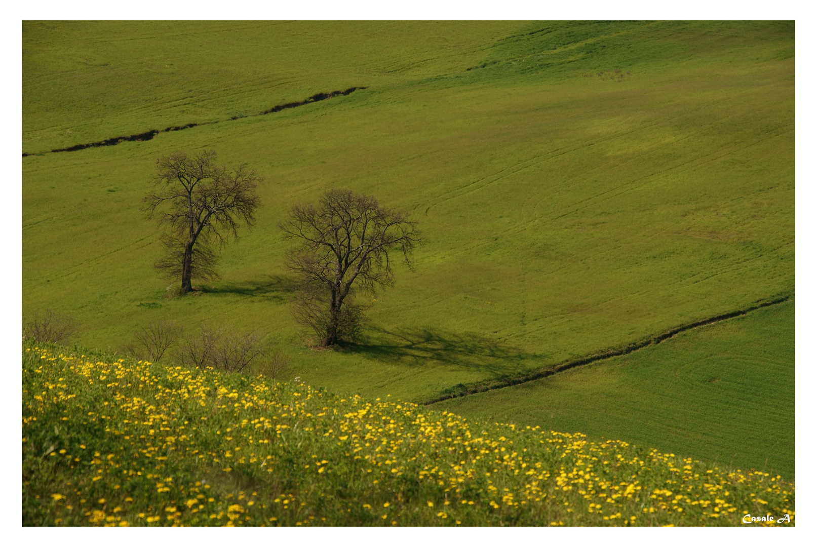 Alberi nell'immenso verde