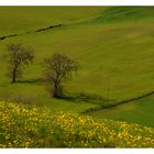 Alberi nell'immenso verde