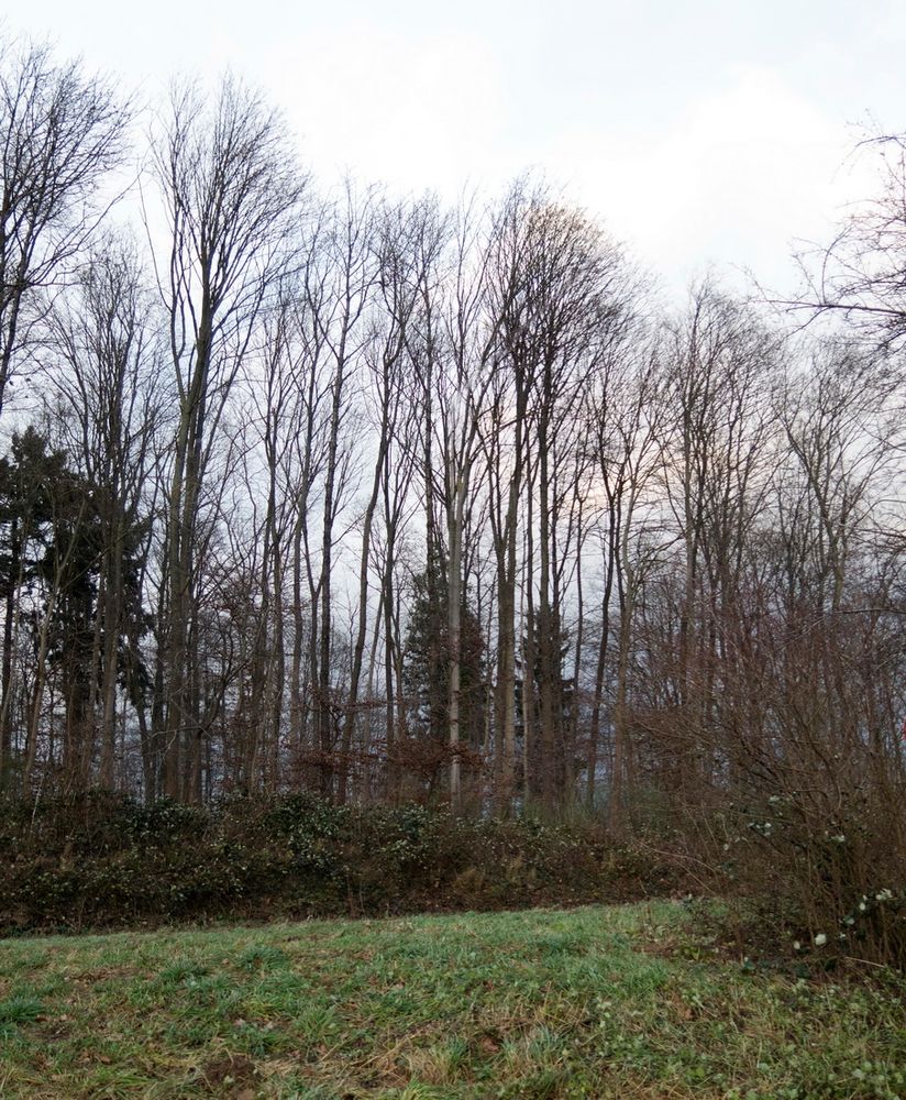 Alberi quasi Calmi in una Giornata di vento