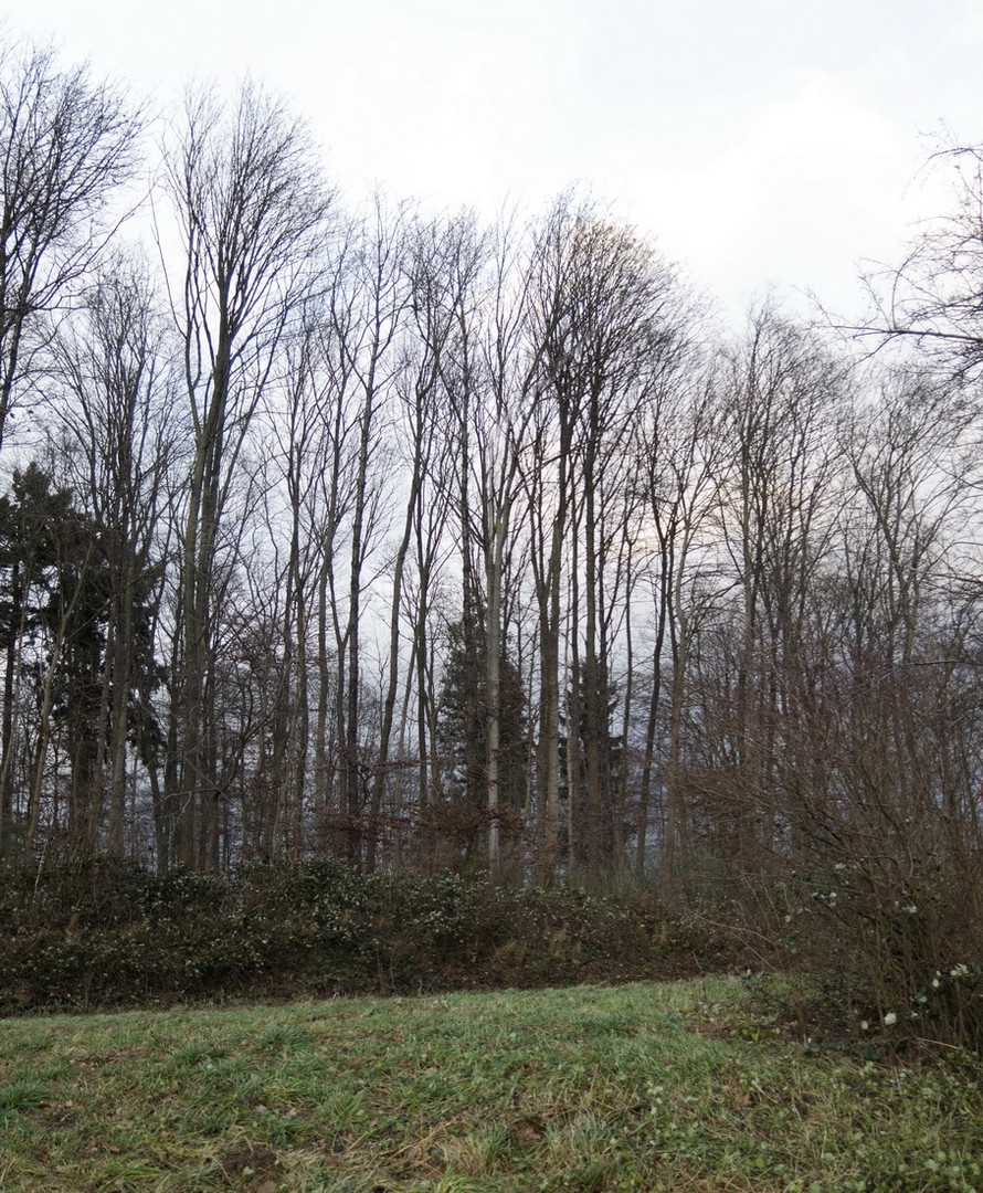 Alberi quasi Calmi in una Giornata di vento