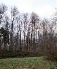 Alberi quasi Calmi in una Giornata di vento