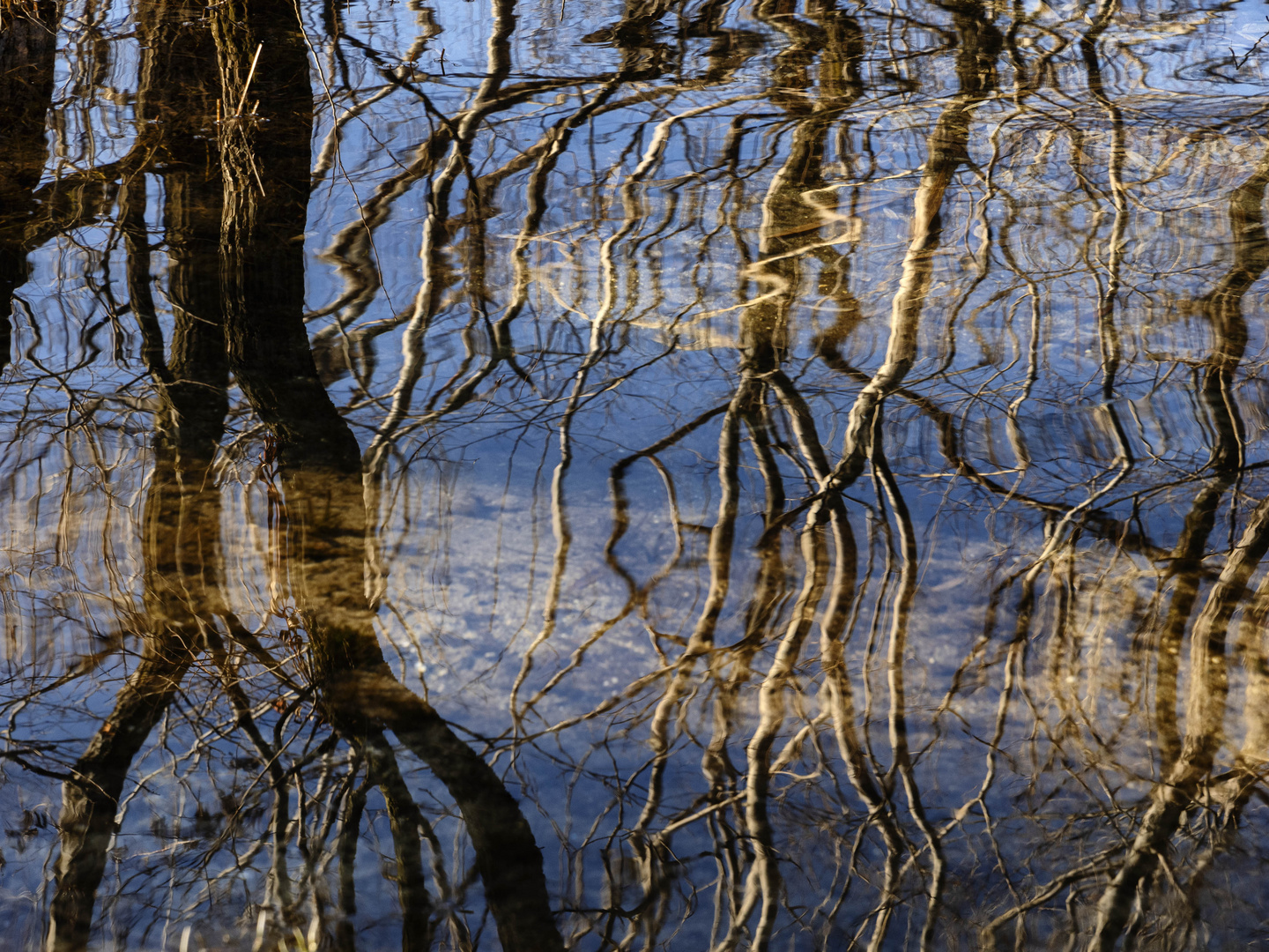 Alberi riflessi